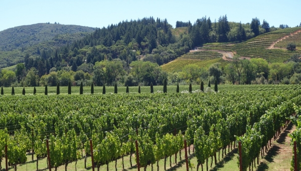 Τι συμβαίνει με τις εκτάσεις Οινοποιήσιμων Αμπέλων στην Ελλάδα